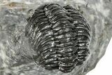 Phacopid (Adrisiops) Trilobite - Jbel Oudriss, Morocco #251628-5